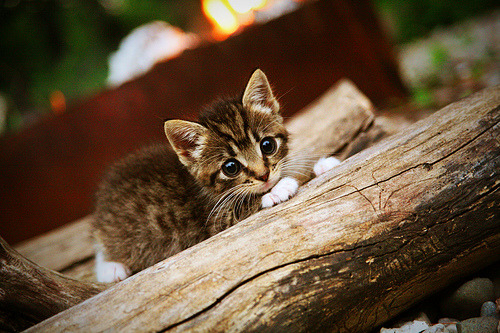 竞速场上的双面叙事，阿斯顿马丁碾压雷诺，周冠宇刷新纪录的夜晚