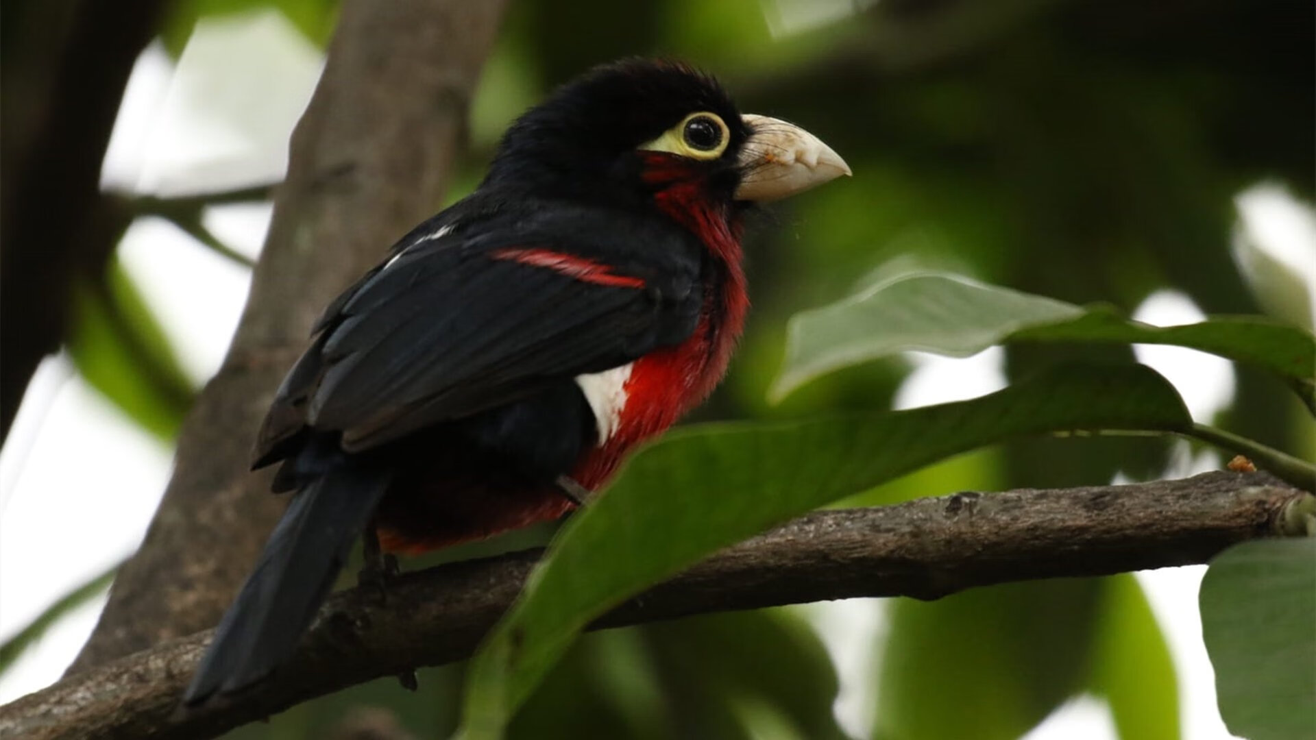 羽坛变天！马来西亚封印破除，安赛龙龙啸决胜
