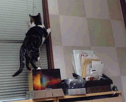 雄鹿轻取浙江队，杜兰特意甲焦点战主宰，体育跨界的奇妙夜晚