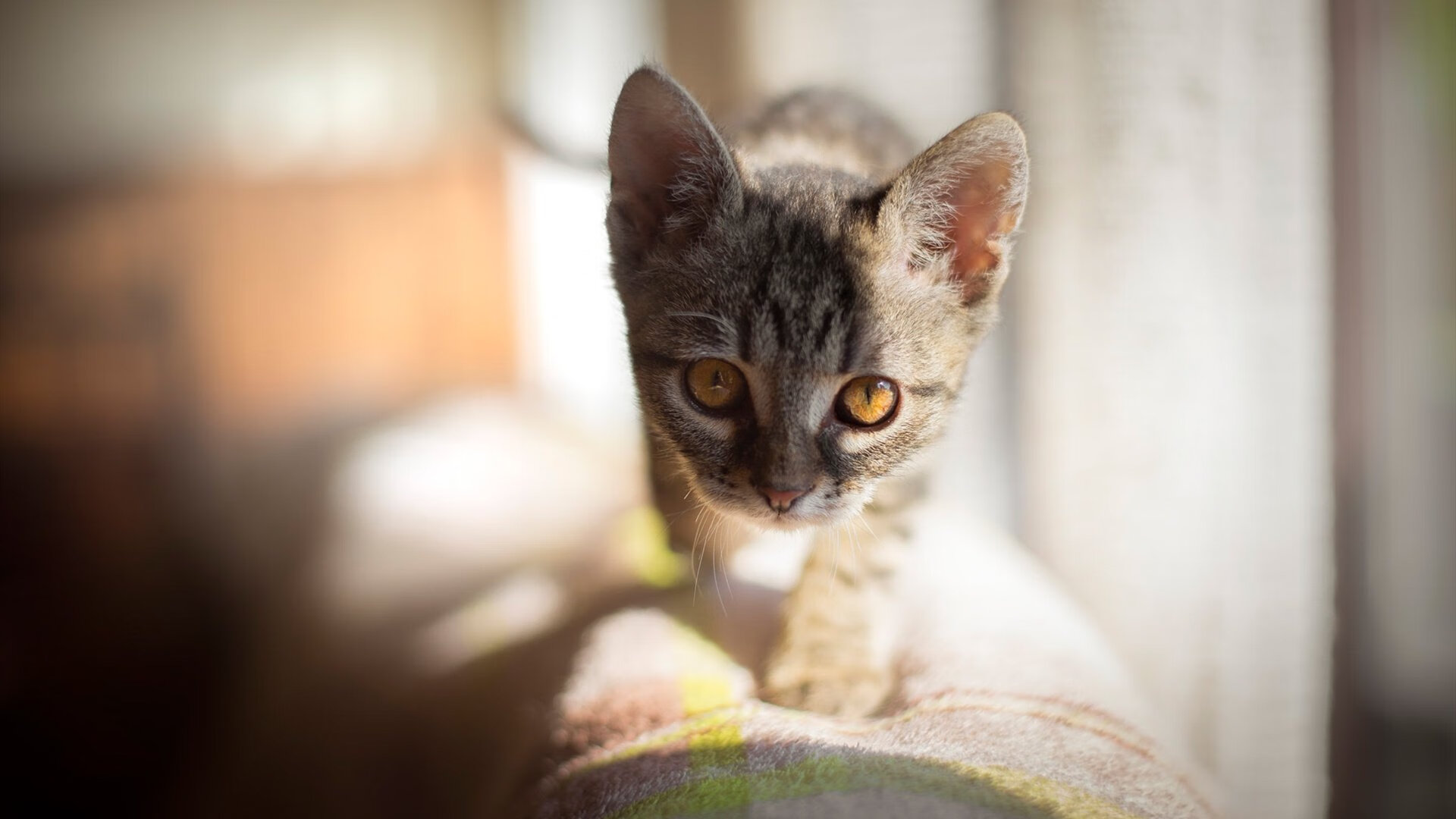 冰与火之歌，北京首钢掀翻丹佛掘金的夜晚，东契奇如何成为关键拼图