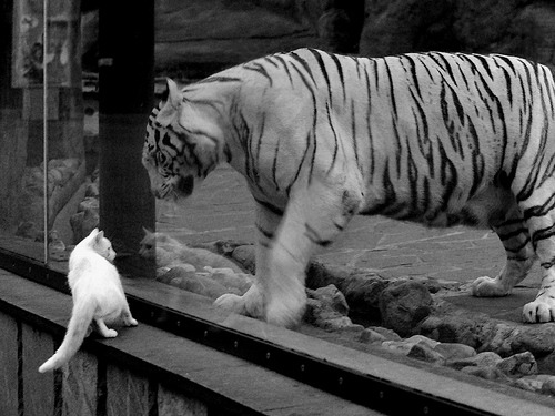 1秒射穿质疑，22岁已在多特登基！