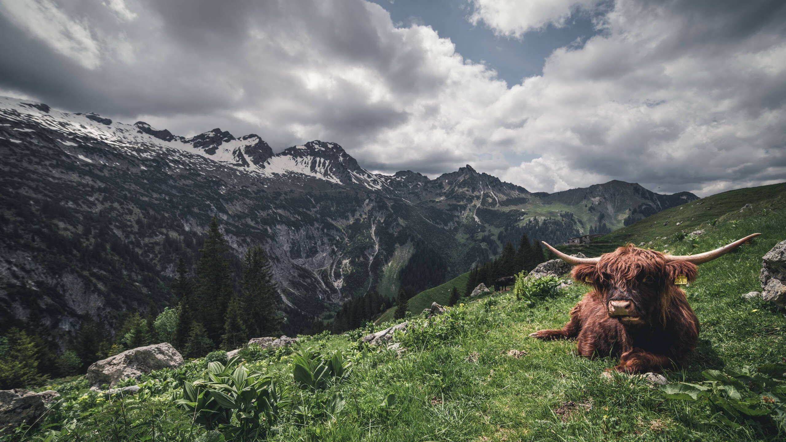 数据代码中的关键先生，伦纳德如何用冷血逻辑撕碎篮网防守