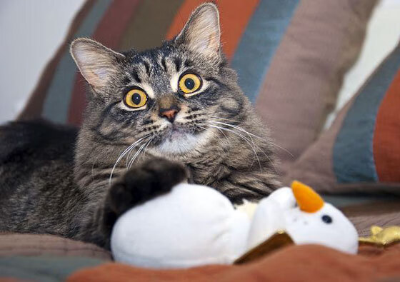 跨界标杆，F1揭幕战深夜的另类较量，格列兹曼的教科书式演绎