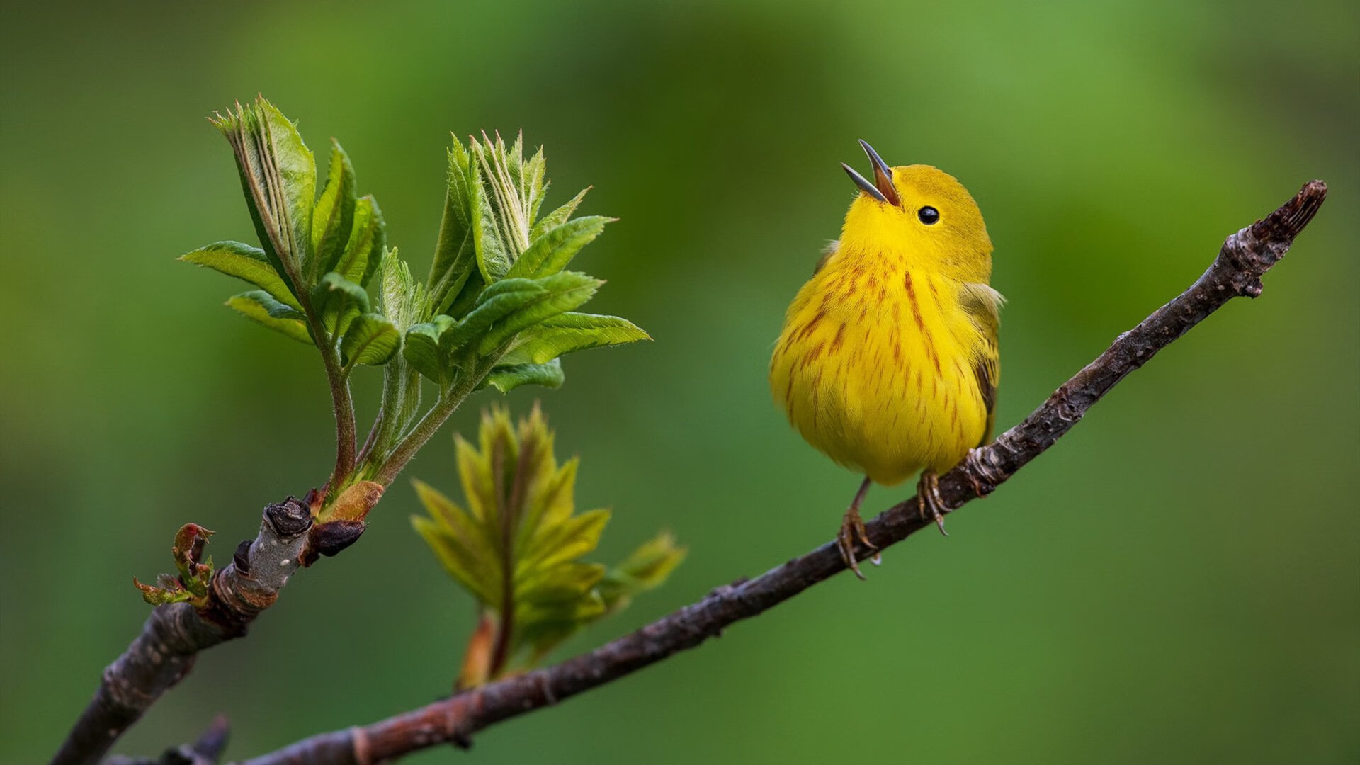 黑金重锤砸碎铁闸！新疆客场逆袭，少年神锋班凯罗终成关键先生