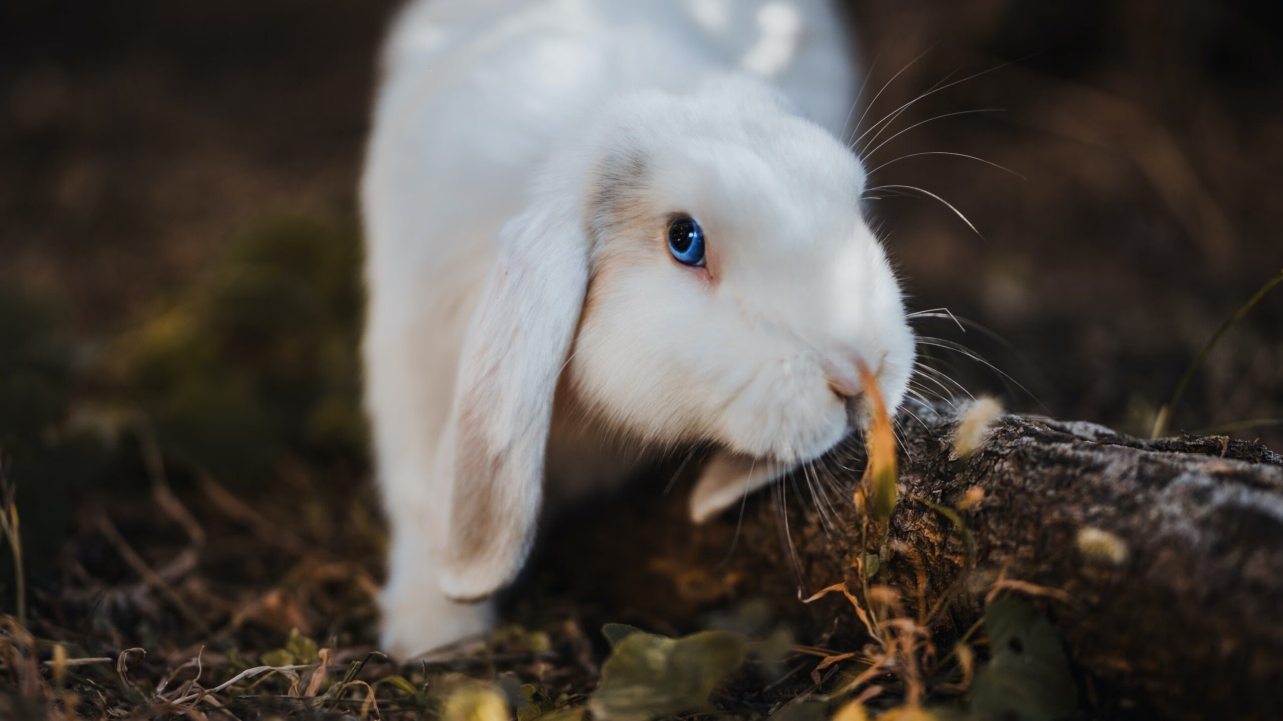 救赎与锁死，天才的史诗与机器的胜利