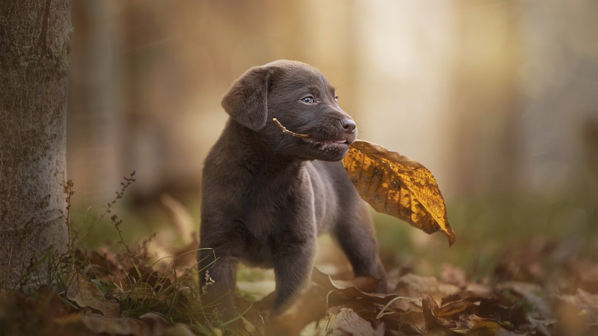 绿茵魔术师阿什拉夫闪耀全场，AC米兰稳健击败沙特球队