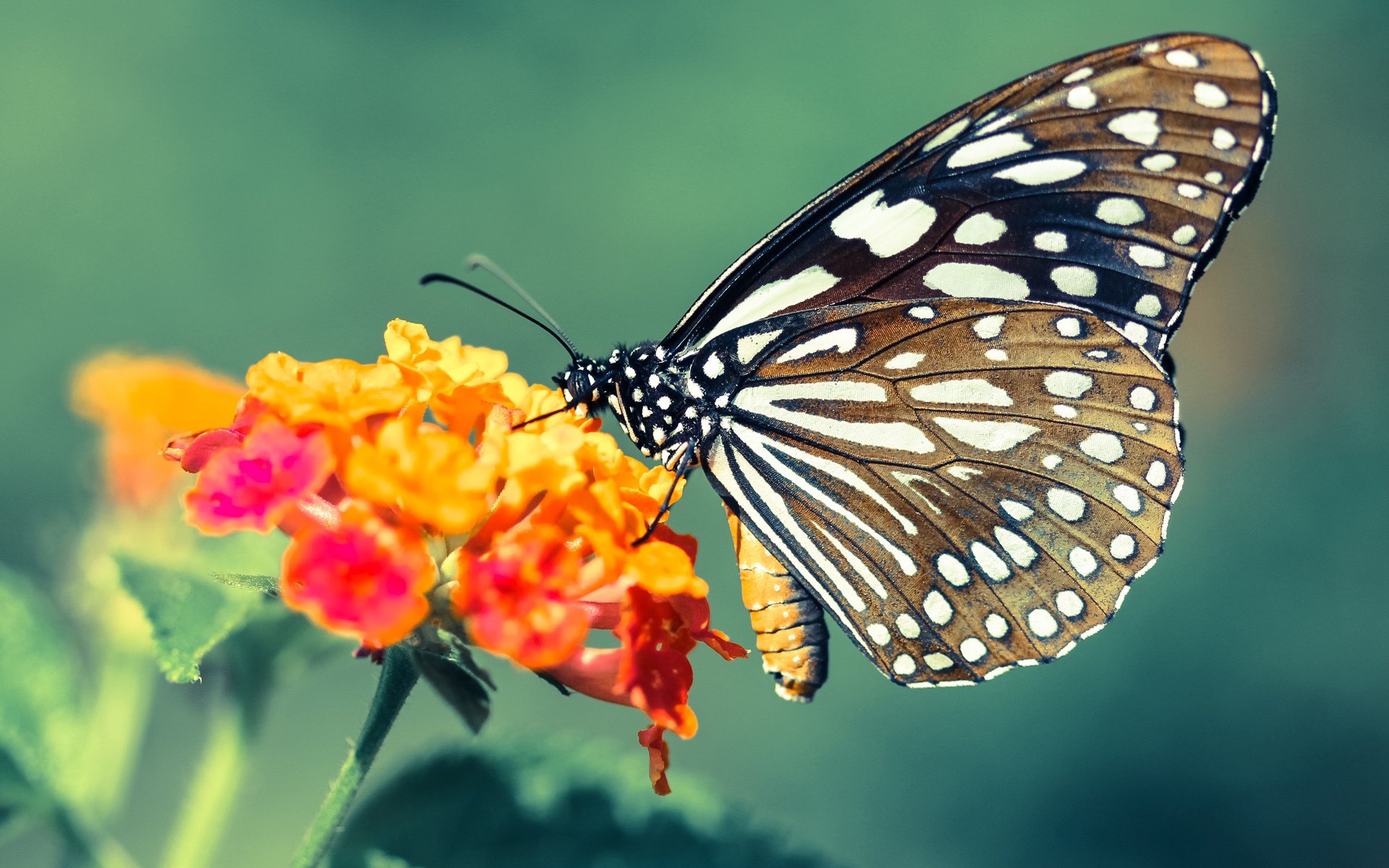 法比尼奥的统治，NBA季后赛之夜的唯一传奇