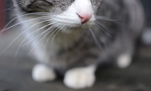 唯一性的双面演绎，从公牛封锁新疆到英格拉姆德比神话