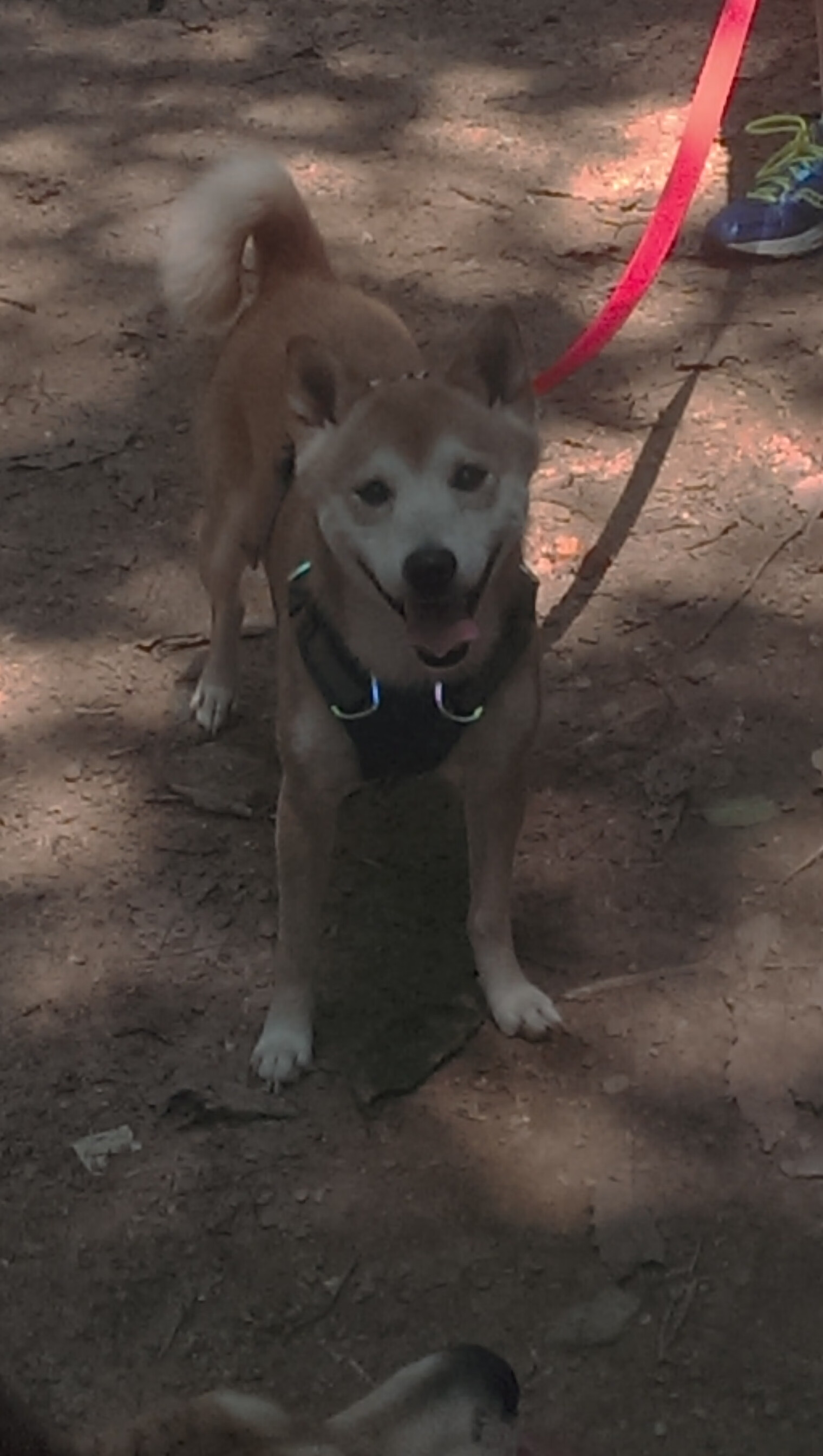 逆转之夜，哈登防守锁死关键先生，奇才险胜尼克斯