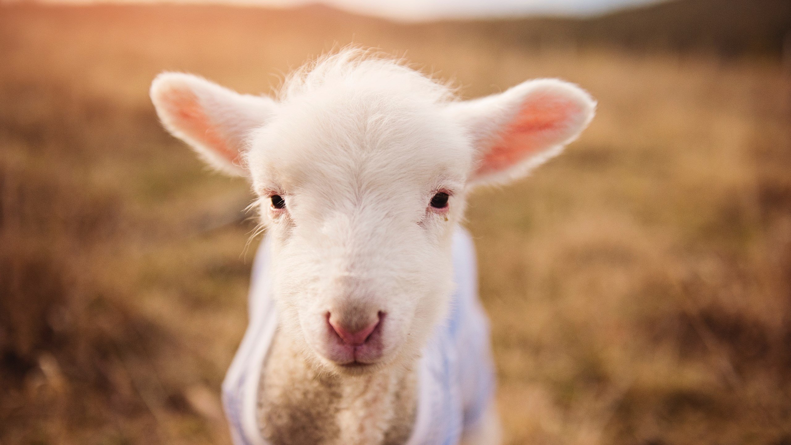 场上风暴与场下智慧,F1揭幕战与热火战术的双重奏