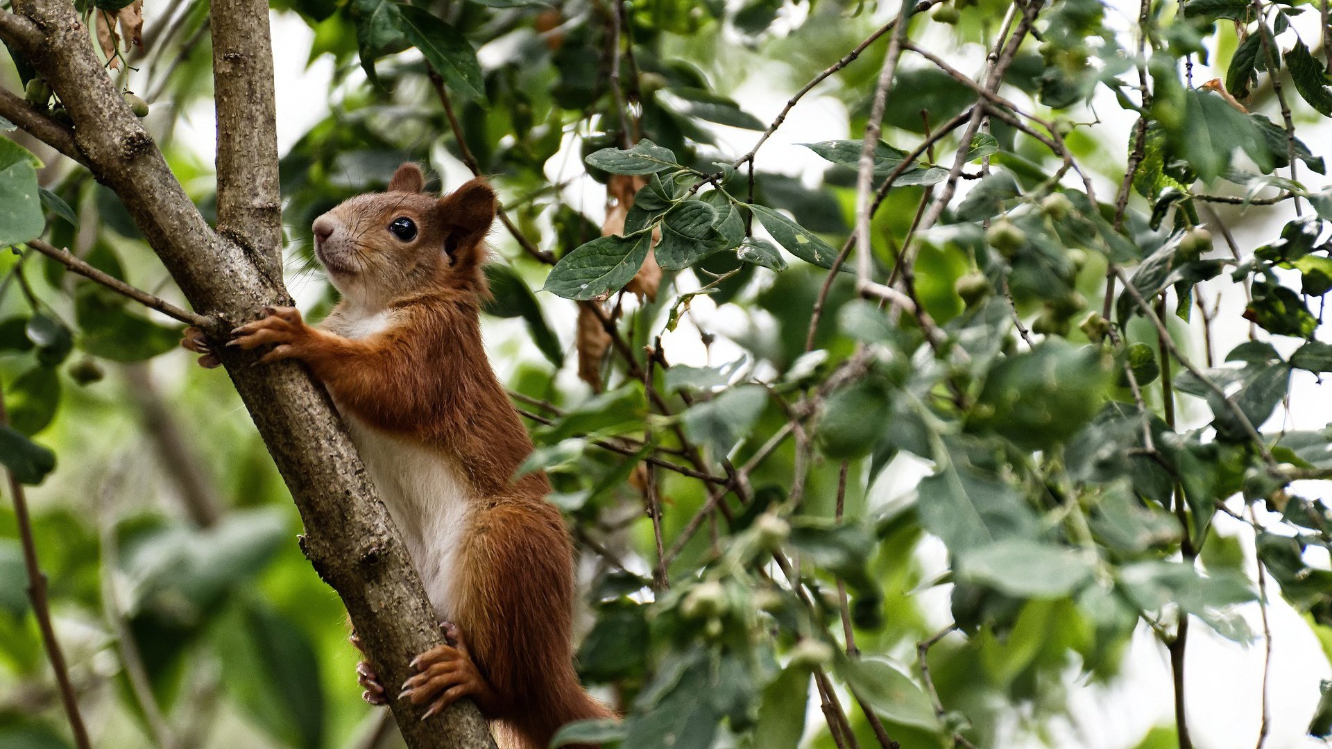 孤胆与群雄，紫电青霜出鞘夜