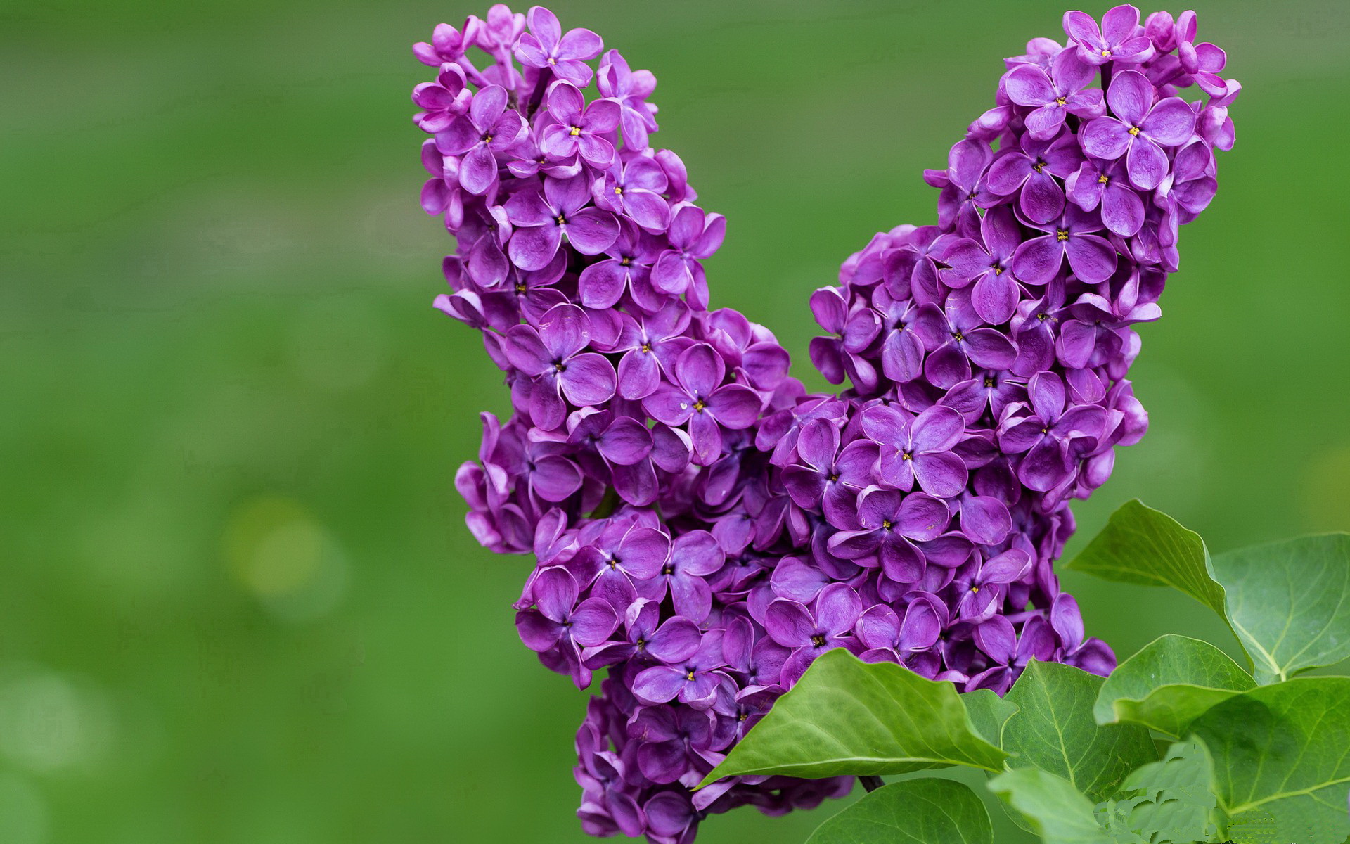 绿茵场上的唯一性，当伊布化为枷锁，巴拉圭掀起钢铁洪流