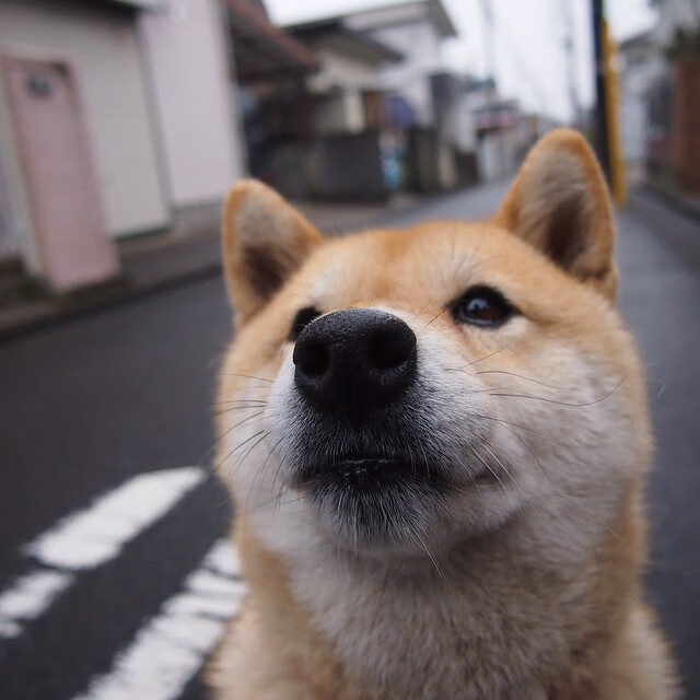 波斯铁骑踏碎文艺复兴之梦,当伊萨克在佛罗伦萨打出史诗级数据