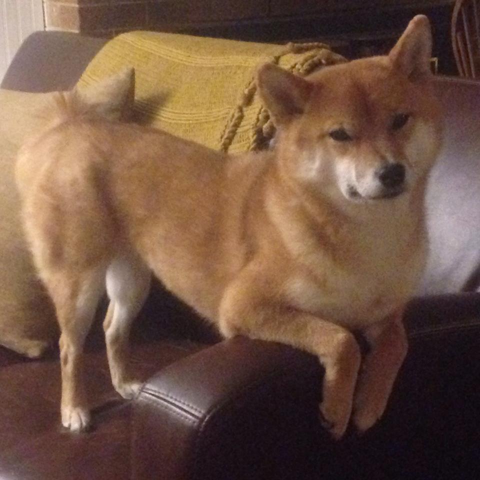 篮球智慧的胜利，深圳战术教科书与约基奇的总决赛统治力