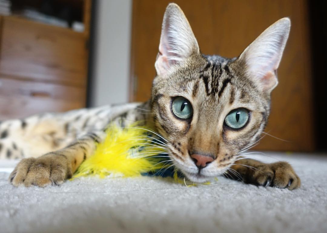 冰与火之歌，利拉德绝境熔断寒冰，公牛铁蹄踏碎活塞重建梦