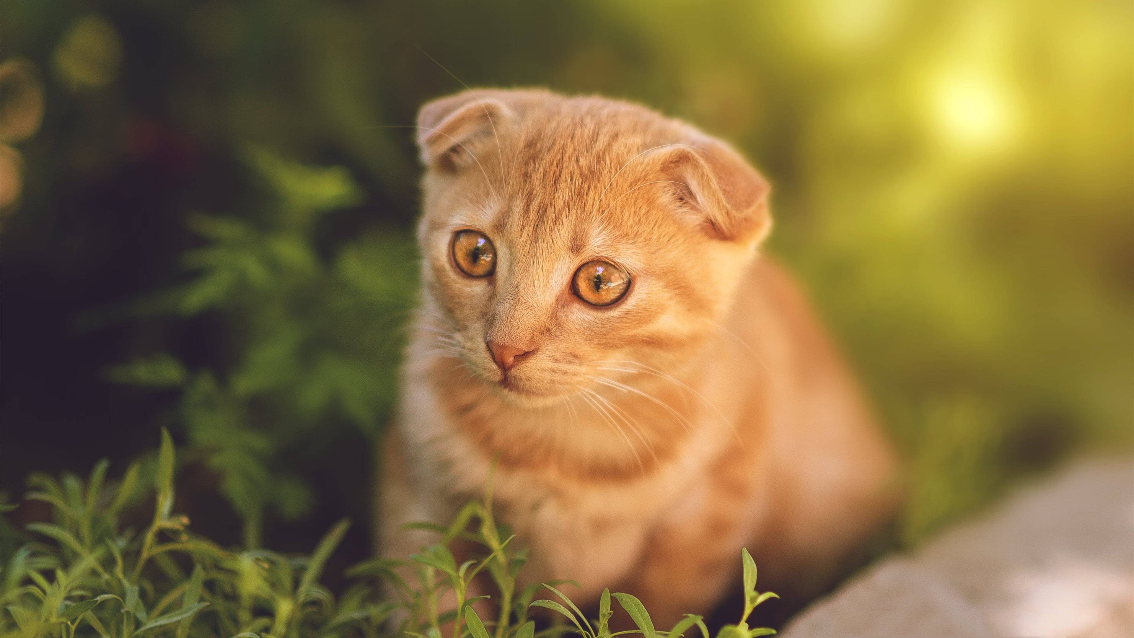 绝境救赎的艺术大师，哈弗茨导演巴西惊天逆转韩国